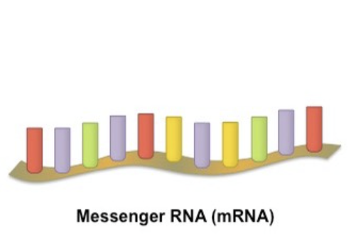 رسم توضيحي لبنية mRNA